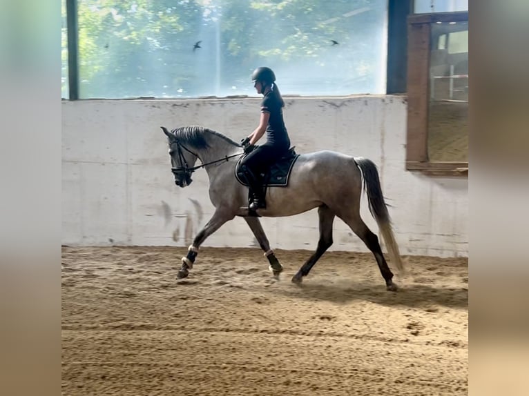 PRE Hongre 4 Ans 165 cm Gris in Pelmberg
