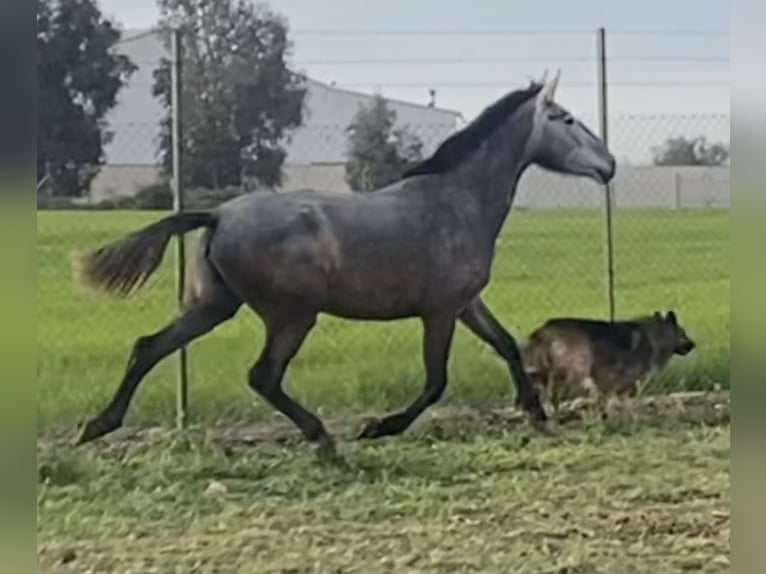 PRE Hongre 4 Ans 165 cm Gris in Fuentes De Andalucia