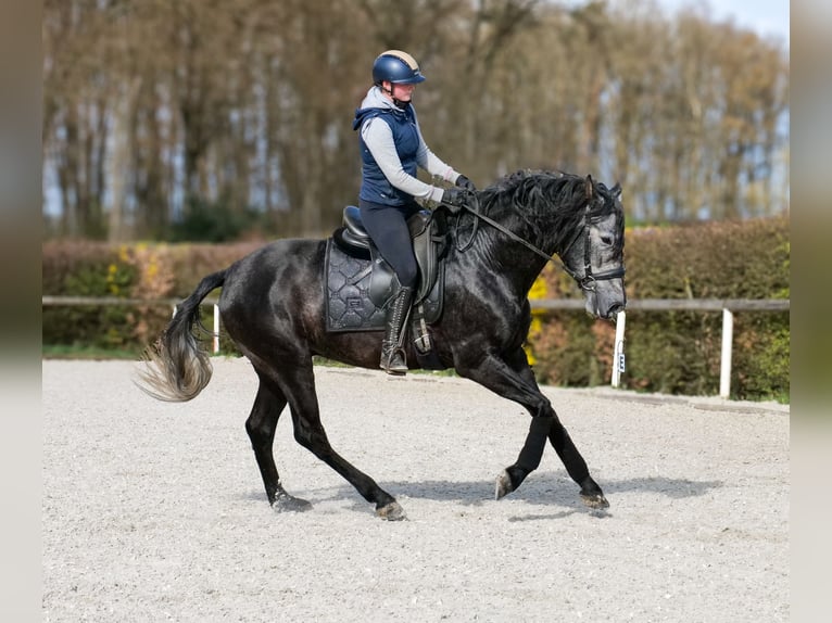 PRE Croisé Hongre 4 Ans 165 cm Gris in Neustadt (Wied)