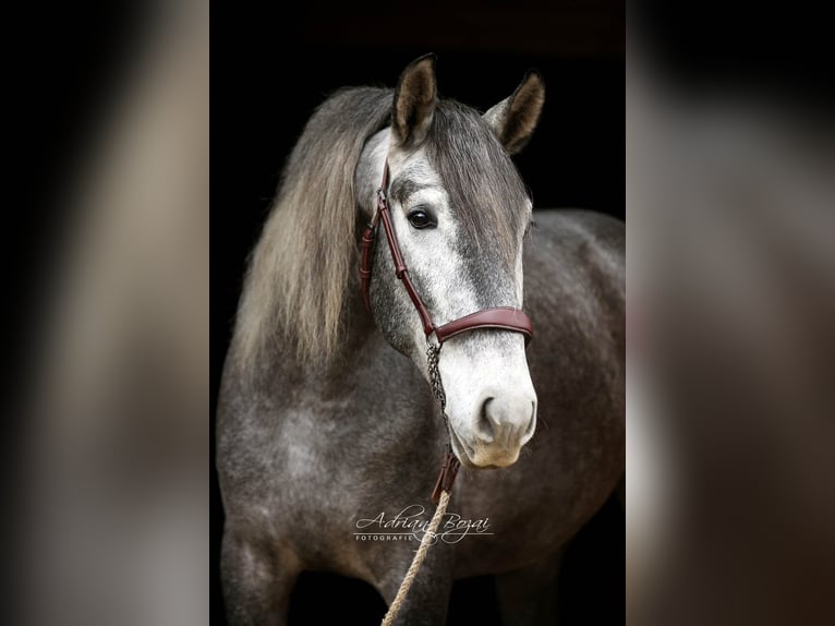 PRE Hongre 4 Ans 165 cm Gris in Sigmarszell