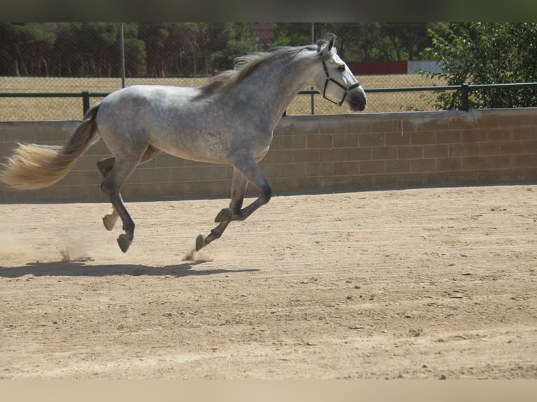 PRE Croisé Hongre 4 Ans 165 cm Gris pommelé in Hamburg