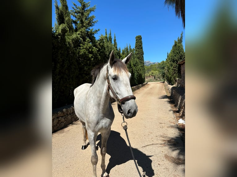 PRE Croisé Hongre 4 Ans 165 cm Gris pommelé in Mallorca