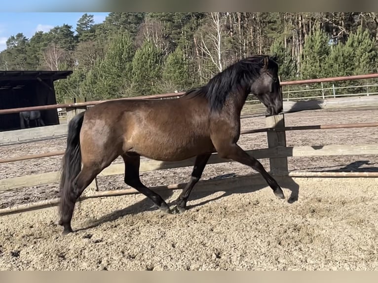 PRE Croisé Hongre 4 Ans 165 cm Isabelle in Nienhagen