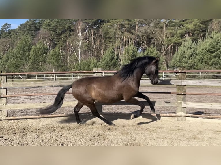 PRE Croisé Hongre 4 Ans 165 cm Isabelle in Nienhagen