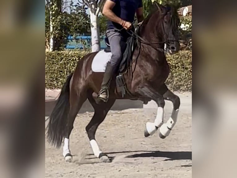 PRE Croisé Hongre 4 Ans 165 cm Noir in Granada