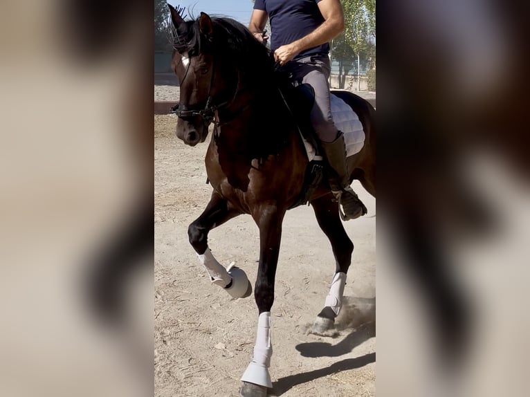 PRE Croisé Hongre 4 Ans 165 cm Noir in Granada