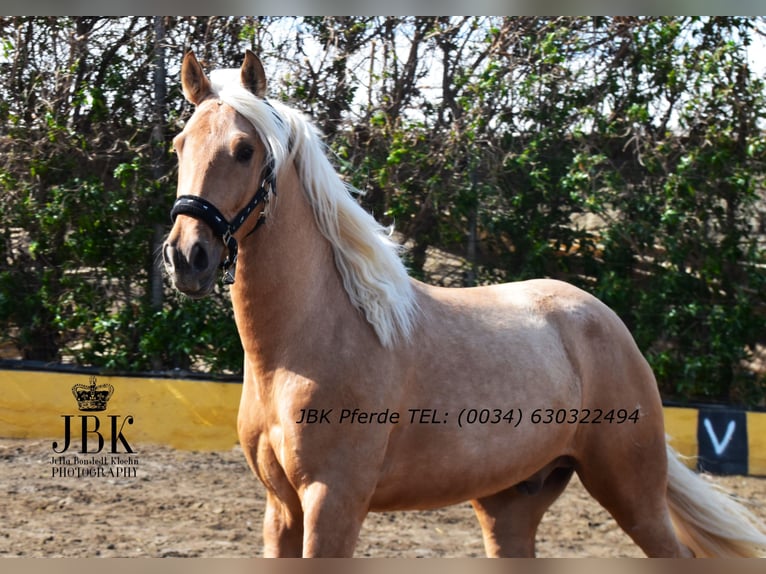PRE Croisé Hongre 4 Ans 165 cm Palomino in Tabernas Almeria