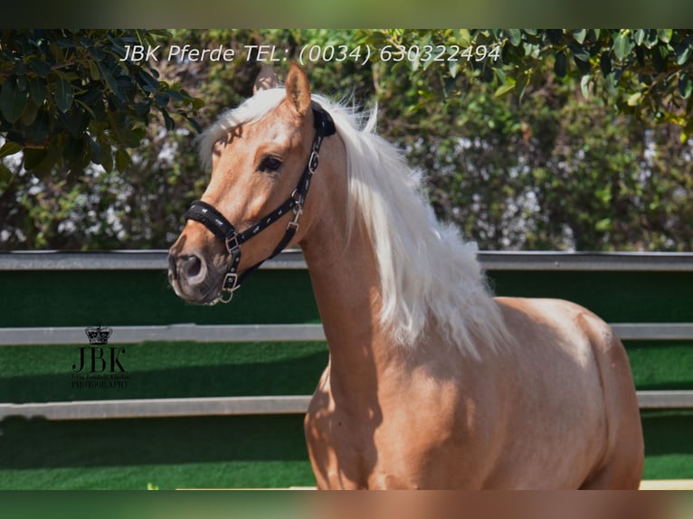 PRE Croisé Hongre 4 Ans 165 cm Palomino in Tabernas Almeria