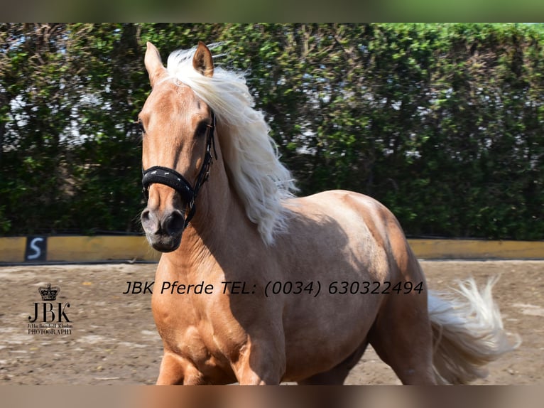 PRE Croisé Hongre 4 Ans 165 cm Palomino in Tabernas Almeria