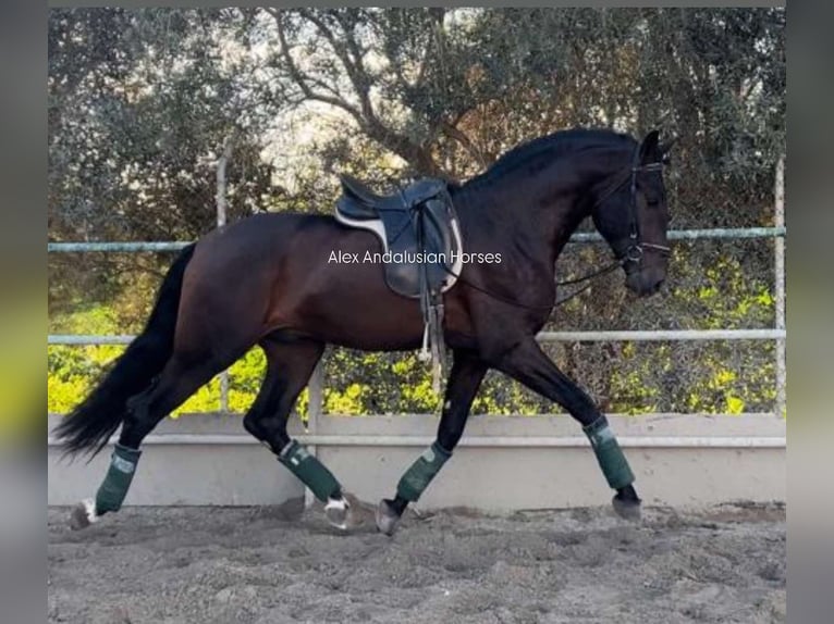 PRE Croisé Hongre 4 Ans 166 cm Bai brun in Sevilla