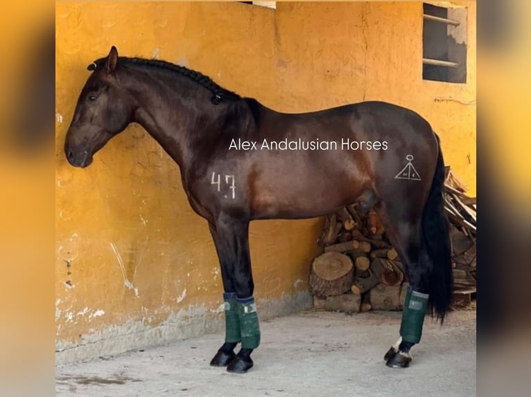 PRE Croisé Hongre 4 Ans 166 cm Bai brun in Sevilla