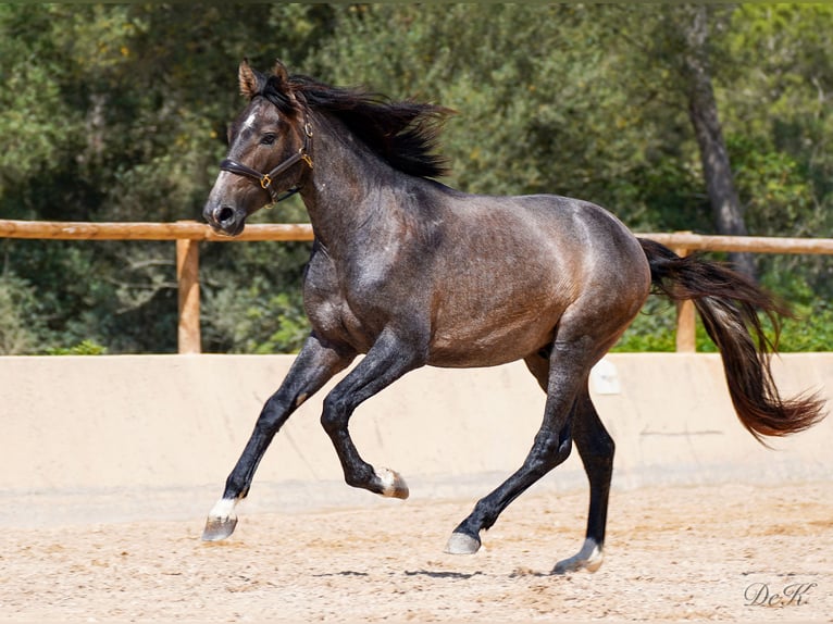 PRE Hongre 4 Ans 166 cm Gris in Manacor