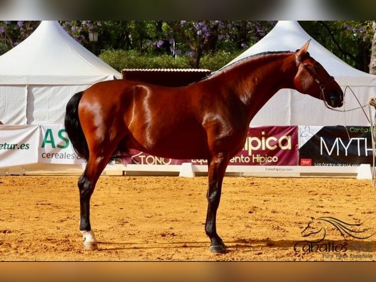 PRE Hongre 4 Ans 167 cm Bai in Sevilla