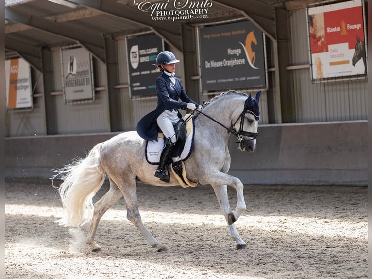 PRE Hongre 4 Ans 167 cm Gris in Luyksgestel