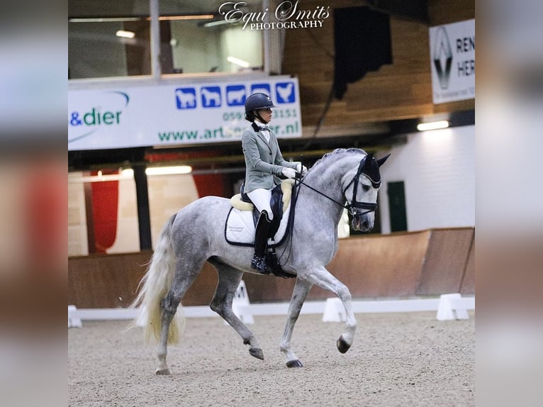 PRE Hongre 4 Ans 167 cm Gris in Luyksgestel