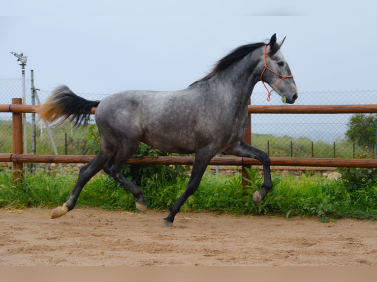 PRE Hongre 4 Ans 167 cm Gris pommelé in Monells