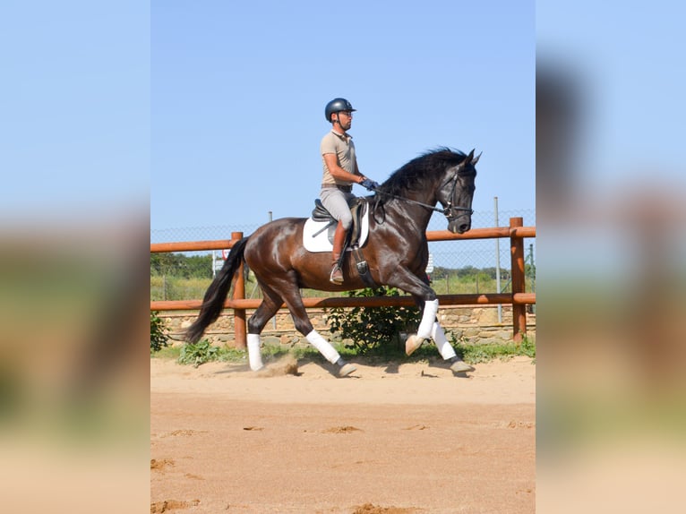 PRE Hongre 4 Ans 167 cm Noir in Matajudaica