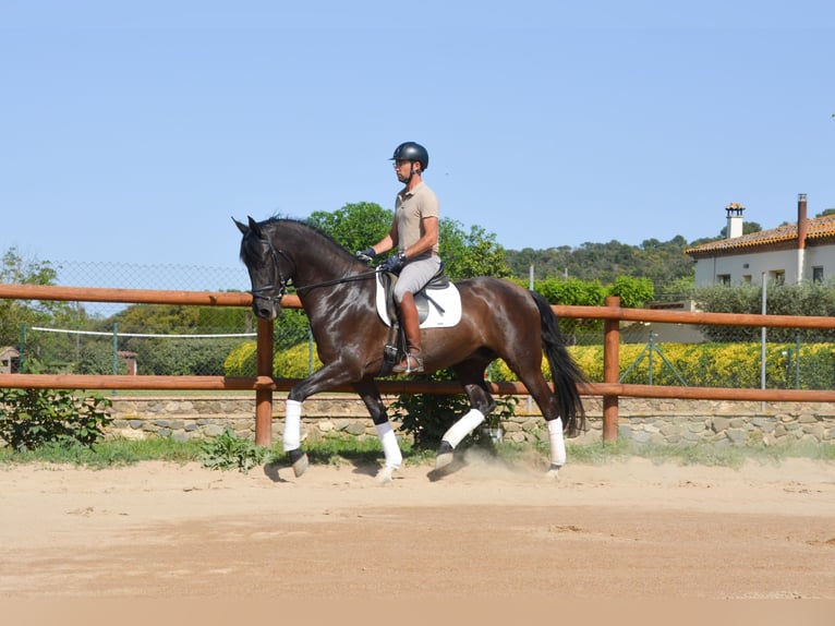 PRE Hongre 4 Ans 167 cm Noir in Matajudaica
