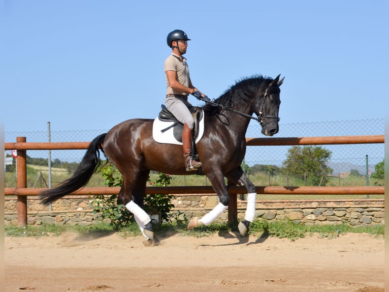 PRE Hongre 4 Ans 167 cm Noir in Matajudaica