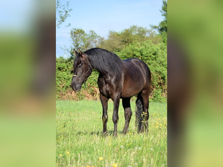 PRE Croisé Hongre 4 Ans 167 cm Noir in Stadthagen