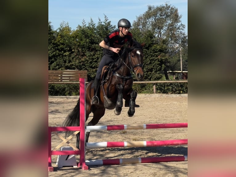 PRE Croisé Hongre 4 Ans 168 cm Bai brun in Esclanya