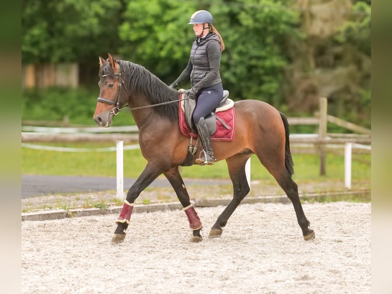 PRE Hongre 4 Ans 168 cm Bai in Neustadt (Wied)
