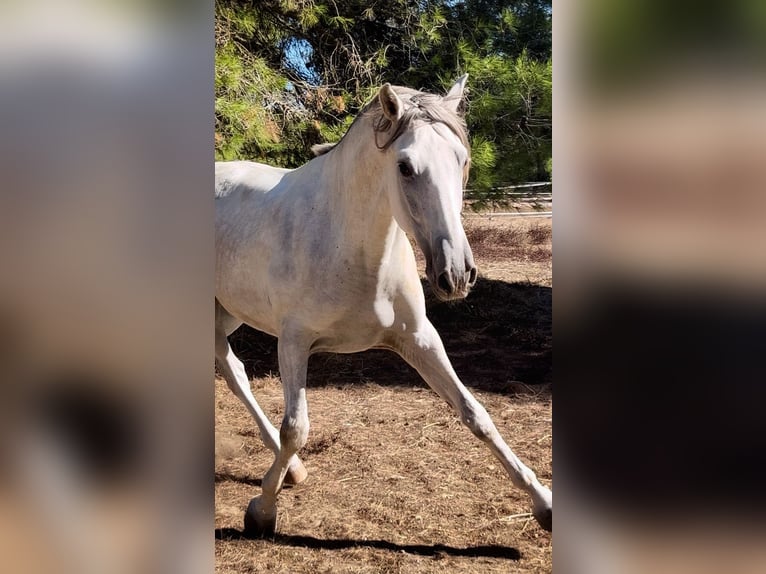 PRE Hongre 4 Ans 168 cm Gris in Platja De Muro (Urbanitzacio) Mallorca