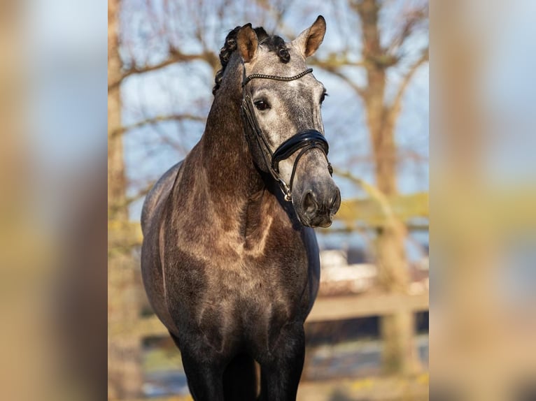 PRE Hongre 4 Ans 168 cm Gris in Poeldijk
