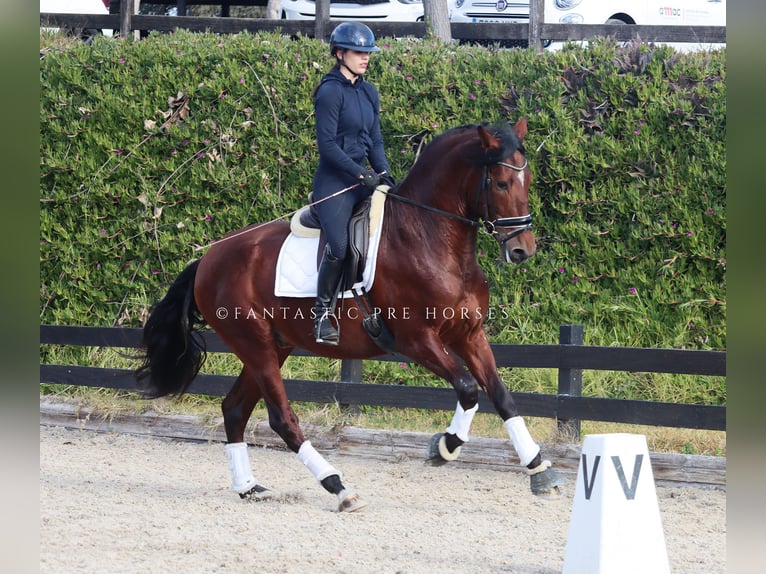 PRE Hongre 4 Ans 170 cm Bai cerise in Santa Perpetua de Mogoda