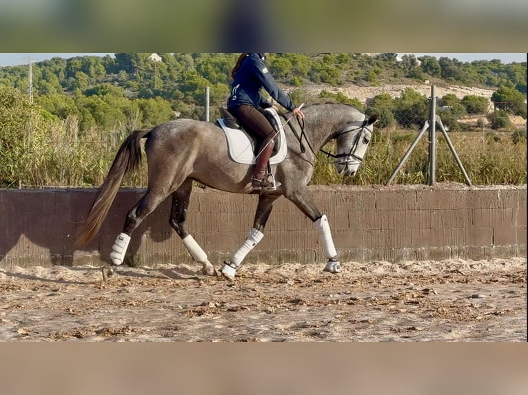PRE Croisé Hongre 4 Ans 170 cm Gris in Santa Perpetua de Mogoda