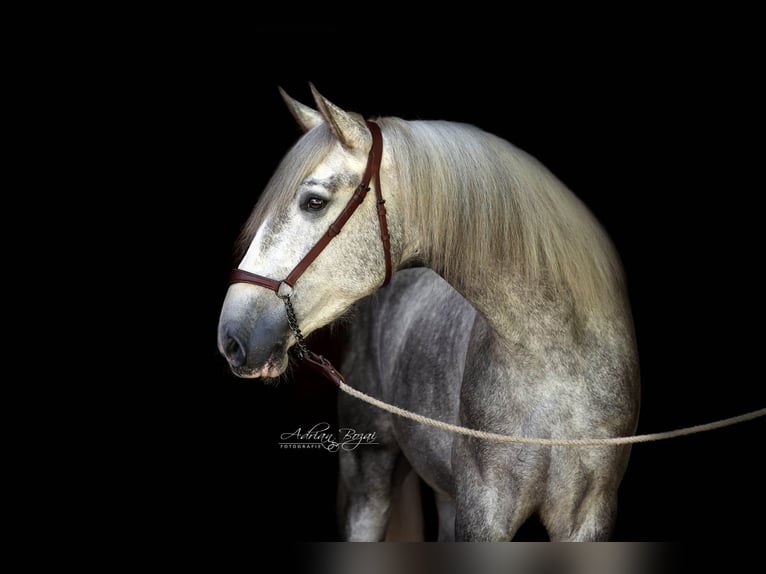 PRE Croisé Hongre 4 Ans 171 cm Gris in Niederstaufen