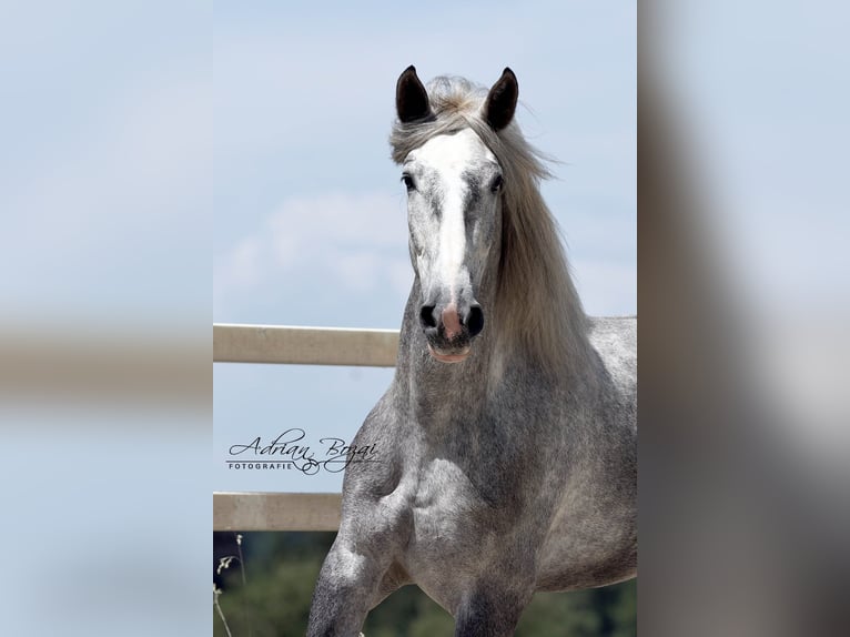 PRE Croisé Hongre 4 Ans 171 cm Gris in Niederstaufen