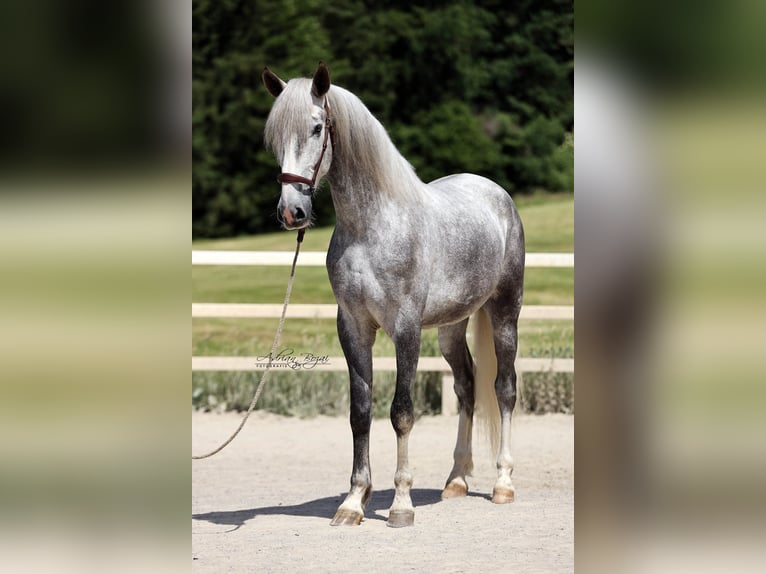 PRE Croisé Hongre 4 Ans 171 cm Gris in Niederstaufen