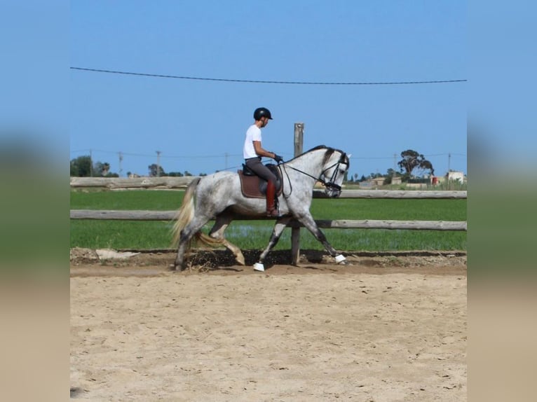 PRE Hongre 4 Ans 172 cm Gris in Deltebre