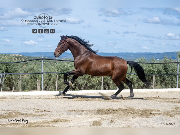 PRE Hongre 4 Ans 180 cm Bai in Arjona