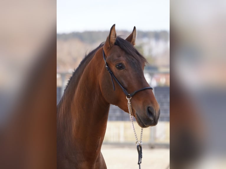 PRE Croisé Hongre 4 Ans Bai clair in Krumbach