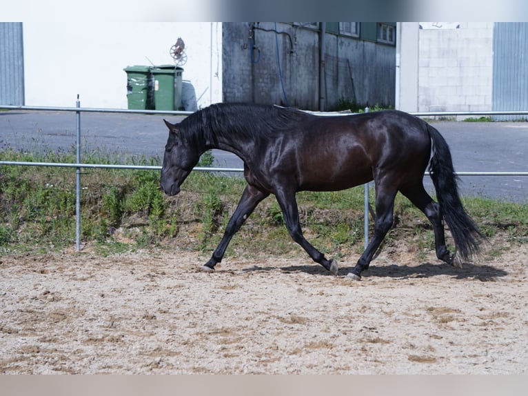 PRE Hongre 4 Ans in Ourense