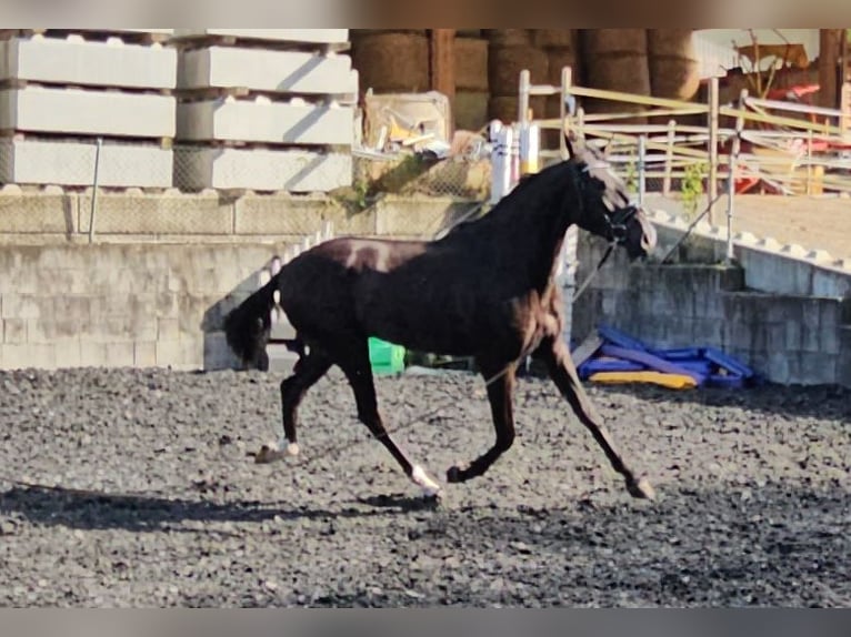 PRE Croisé Hongre 4 Ans in Niederzier