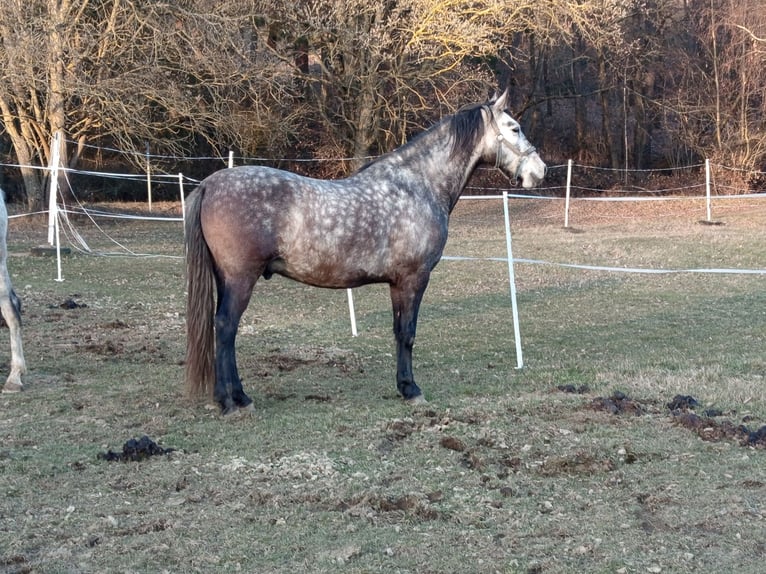 PRE Hongre 4 Ans Gris in Bělá