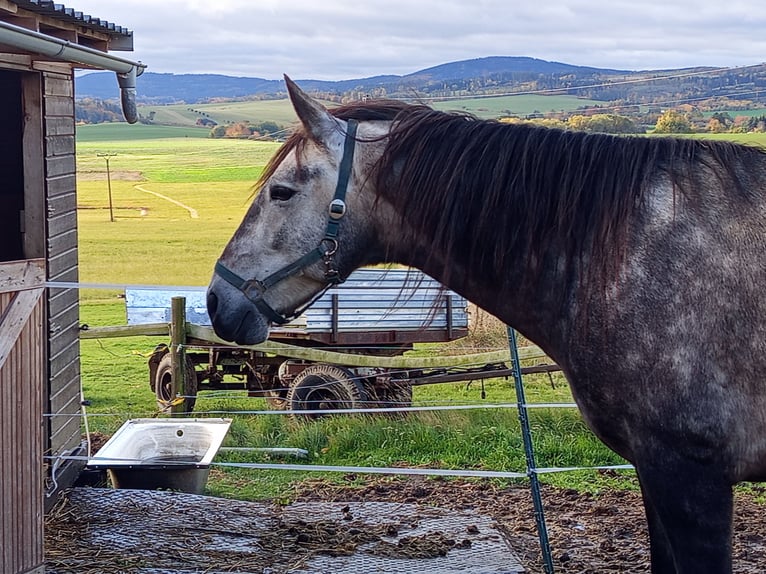 PRE Hongre 4 Ans Gris in Bělá