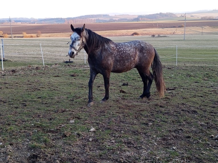 PRE Hongre 4 Ans Gris in Bělá