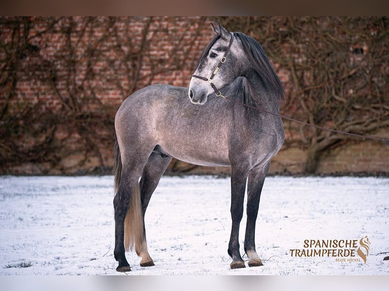 PRE Croisé Hongre 4 Ans Gris pommelé in Traventhal