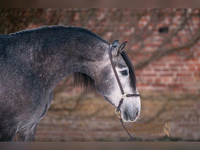 PRE Croisé Hongre 4 Ans Gris pommelé in Traventhal