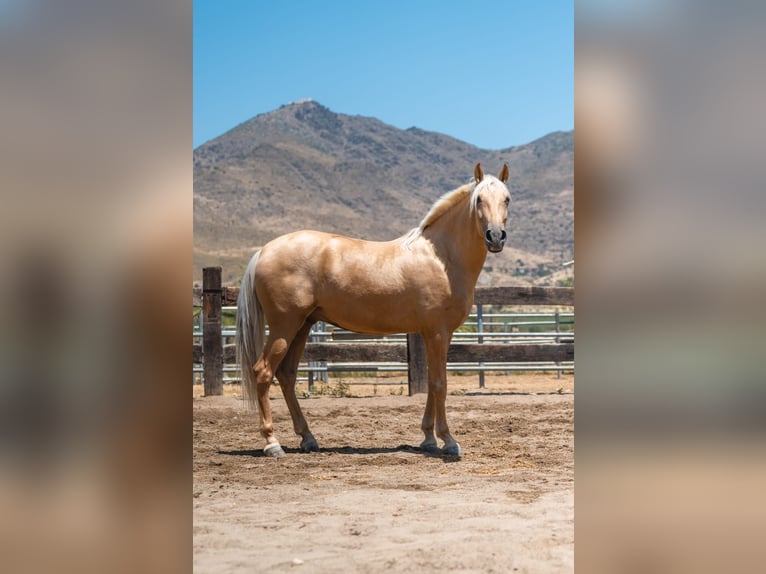 PRE Croisé Hongre 4 Ans Palomino in Almeria