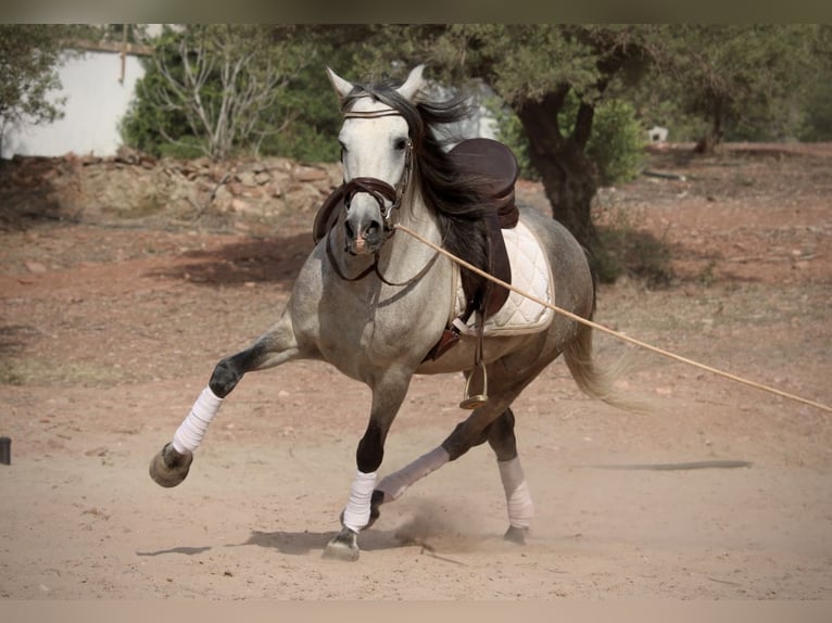 PRE Croisé Hongre 5 Ans 155 cm Gris in Valencia