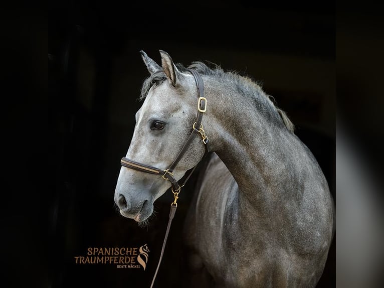 PRE Hongre 5 Ans 155 cm Gris in Traventhal