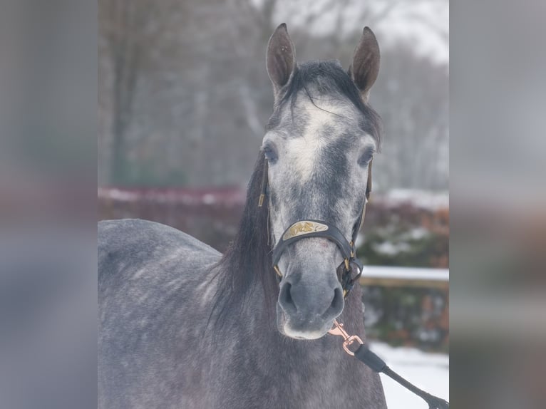 PRE Hongre 5 Ans 155 cm Rouan bleu in Neustadt (Wied)