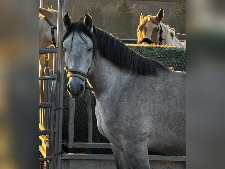 PRE Croisé Hongre 5 Ans 156 cm Buckskin in Emmelshausen