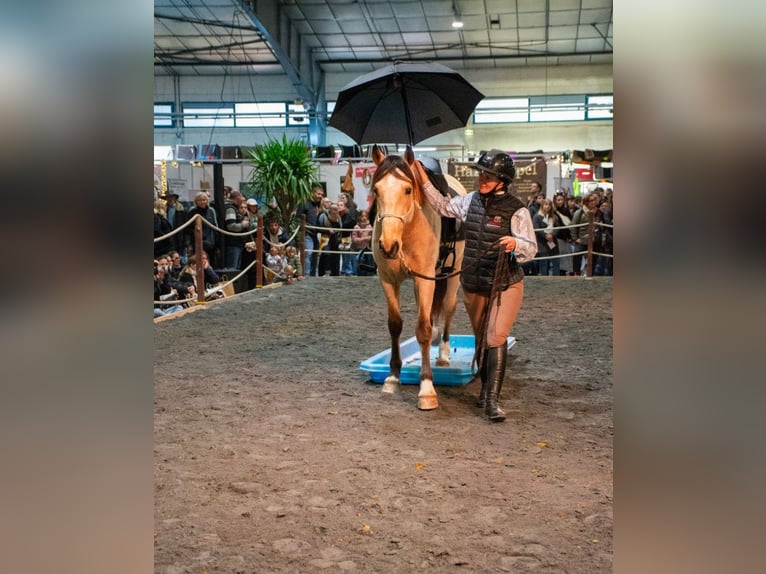 PRE Hongre 5 Ans 156 cm Isabelle in Caumont