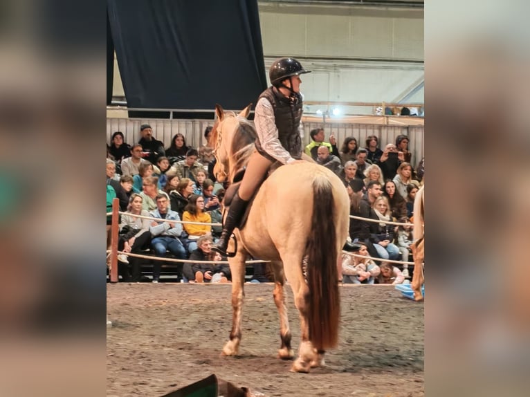 PRE Hongre 5 Ans 156 cm Isabelle in Caumont